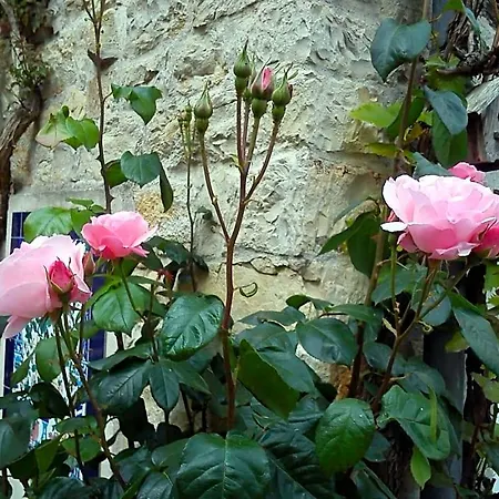 Bed & Breakfast Le Clos Des Treilles Nuaille-d'Aunis